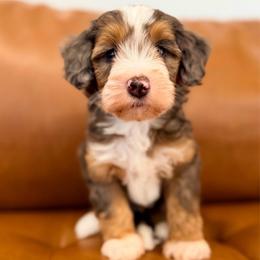 Peter - Blue merle male Bernedoodle puppy in Dundee, Ohio from Down Home Doodle