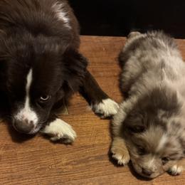 Australian Shepherd, Miniature American Shepherd, Miniature Australian Shepherd, and Toy Australian Shepherd Puppies from HP Aussie Kennels
