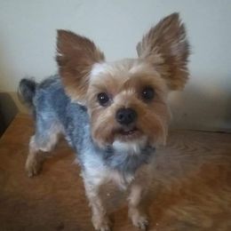 ZUES MIGHTY - Yorkshire Terrier