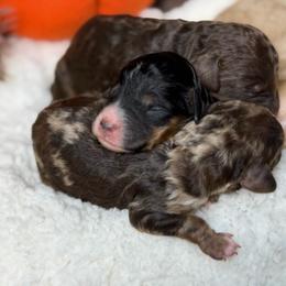 Brown Merle Male - Red merle male Aussiedoodle puppy in Belgreen, Alabama from Scott’s Farm Poodles and Doodles