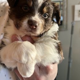 Miniature Australian Shepherd Puppies from Amberwood DD Aussies
