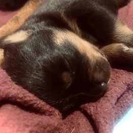 Female 3 - Black and mahogany female Rottweiler puppy in Zebulon, North Carolina from Vom Arnold-Hause Rottweilers