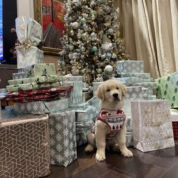 Golden Retriever Puppies from Laryssa Stefano