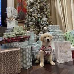 Golden Retriever Puppies from Laryssa Stefano