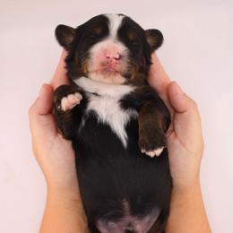 Alan - Tri-color male Bernedoodle puppy in Comanche, Texas from Central Texas Doodles, LLC.