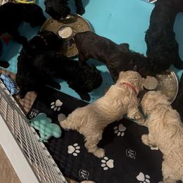 Poodle Puppies from Royal Dixie Poodles