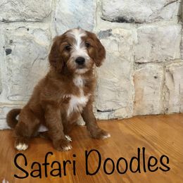 Cavapoo and Goldendoodle Puppies from Safari Doodles