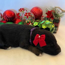 Cozy - Black and tan female German Shepherd puppy in Walla Walla, Washington from Silver Knight Shepherds