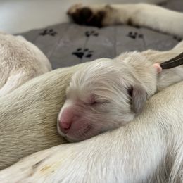 Girl 2 - Golden female Golden Retriever puppy in Gastonia, North Carolina from Crowders Creek Goldens