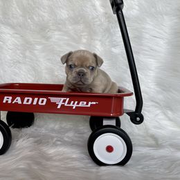 French Bulldog Puppies from Cuddlebug Frenchies
