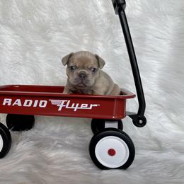 French Bulldog Puppies from Cuddlebug Frenchies