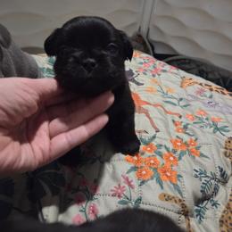 Boy 1 - Black male French Bulldog puppy in Colorado from NOCO French Bulldogs