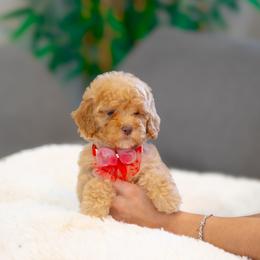 Rosetta - Red  female Goldendoodle puppy in Fort Myers, Florida from Corgis & Doodles