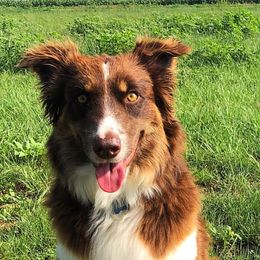 Aussiedoodles and Miniature Australian Shepherds from K-H Cross Mini Aussies