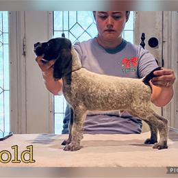 Gold - Liver and white male German Wirehaired Pointer puppy in Umatilla, Florida from Double D Picards and GWPs