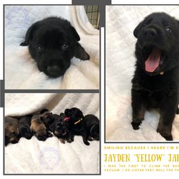 German Shepherd Puppies from Mountain Kraft K9 Kennel