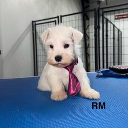 RM male - White male Miniature Schnauzer puppy in Springdale, Arkansas from Rc Kennels