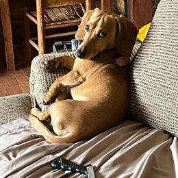 Rudy - Dachshund