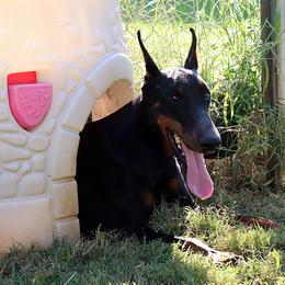 Atlas - Doberman Pinscher