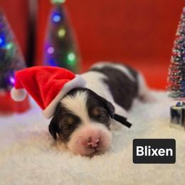 Blixten- Black collar - Grey and white male Bernedoodle puppy in Summerville, South Carolina from Channys Doodles