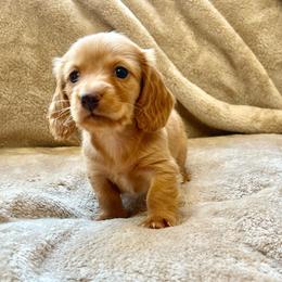 Ron - Red male Dachshund puppy in Casper, Wyoming from Daisy's Doxies
