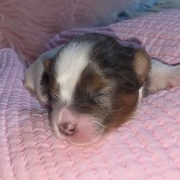 Lily - Parti female Yorkipoo puppy in Cottageville, South Carolina from Mandy's Yorkie's , Yorkiepoo's & Maltipoo's