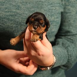 Trish - Black and tan female Cavalier King Charles Spaniel puppy in Payette, Idaho from Stonewick Retrievers