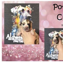 Great Dane Puppies from Alchemy Danes