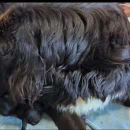 Female 3 - Black female Newfoundland puppy in Burfordville, Missouri from Umfleet Farms