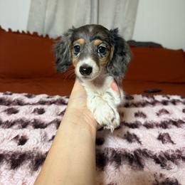 Fern - Piebald female Dachshund puppy in Durant, Oklahoma from Big Creek Mini Dachshund