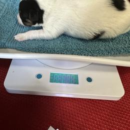 Parker - Black brown and white male Papillon puppy in Middleville, Michigan from Cheryl's Papillons