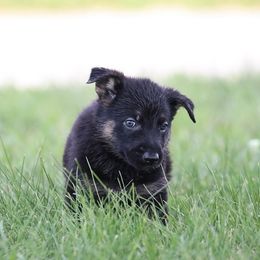 German Shepherd Puppies from Von Gonta Haus German Shepherds