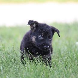 German Shepherd Puppies from Von Gonta Haus German Shepherds