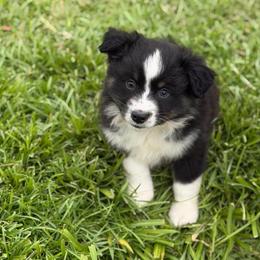 Crunch - Black tri male Miniature Australian Shepherd puppy in Baker, Florida from East to Western Aussies