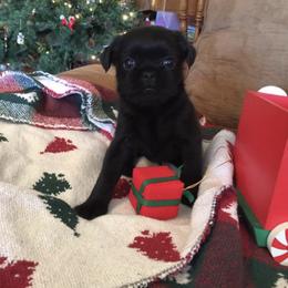 Bernese Mountain Dog and Brussels Griffon Puppies from Brooks Berner Bears