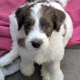 Lysander - Parti male Double Doodle puppy in Chula Vista, California from South Bay Double Doodles