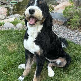 Bernedoodle and Goldendoodle All Grown Up from Colorado Springs Doodles