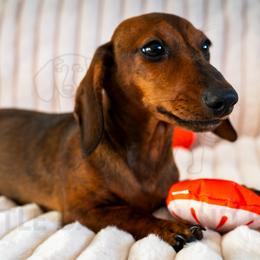 Firefighter - Red male Dachshund puppy in Temecula, California from Naomi Magee's Dachshund Kennel