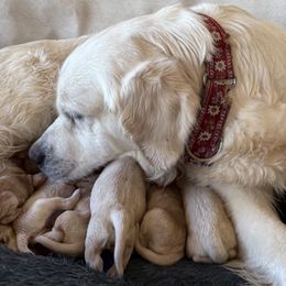 Boy 4 - Light golden male Golden Retriever puppy in Loveland, Colorado from Grateful Bernese & Gage's Goldens