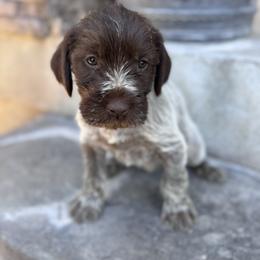 Green - Brown and gray male Wirehaired Pointing Griffon puppy in Preston, Idaho from Glendale Griffons