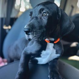 Woodford Reserve - Black and white male Great Dane puppy in Chapmansboro, Tennessee from Balthrop Bend Farms