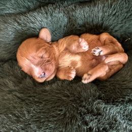 Girl 2 - Ruby female Cavalier King Charles Spaniel puppy in Columbus Ga, Georgia from Sweet Southern Cavaliers