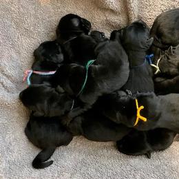 Boy 3 - Black Labrador Retriever puppy in Hutto, Texas from Texas Bluebonnet Labs
