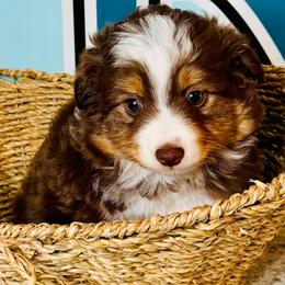 Red Tri girl - Red tri-color female Miniature American Shepherd puppy in Oklahoma City, Oklahoma from Faith River Aussies