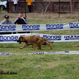 German Shepherd Puppies from Naturphänomen Kennel