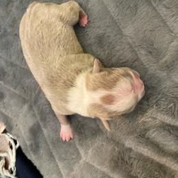 Alix - Blue female Boston Terrier puppy in Brick Township, New Jersey from Nettles Nuggets