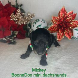 Mickey - Black and cream male Dachshund puppy in Lexington, Oklahoma from BooneDox Miniature Dachshunds