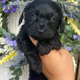 Silky wire black boy - Black male Dachshund puppy in Payette, Idaho from NT Mini Doxies