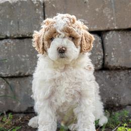 Benny - White male Cavapoo puppy in Gurdon, Arkansas from Franklin Ranch Pups