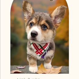 Snickers - Gray and white male American Corgi puppy in Mansfield, Ohio from Moonrise corgis